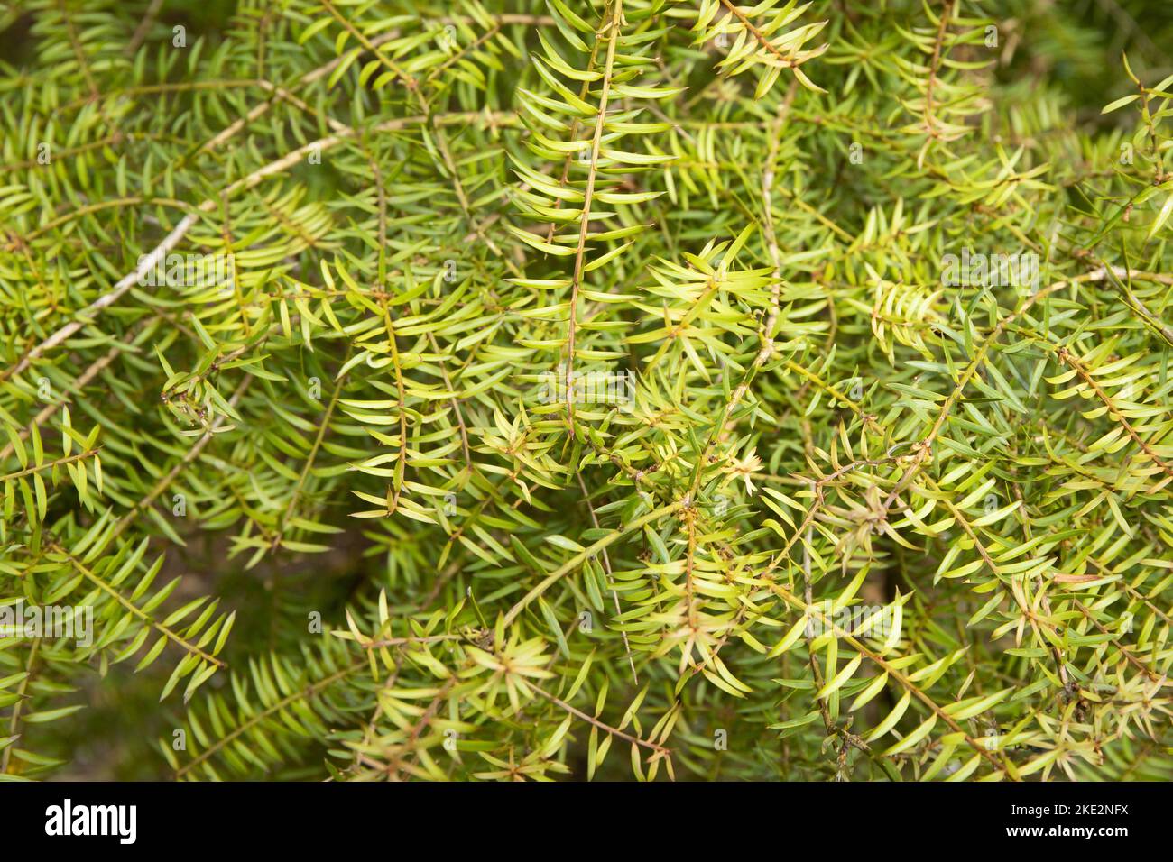 Podocarpus Totara arbre feuillage de près Banque D'Images