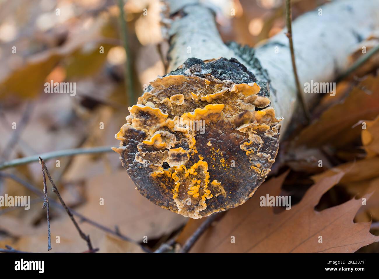 Stereum hirsutum, champignon jaune de la queue de dinde fausse sur le foyer sélectif de la fermeture des arbres Banque D'Images