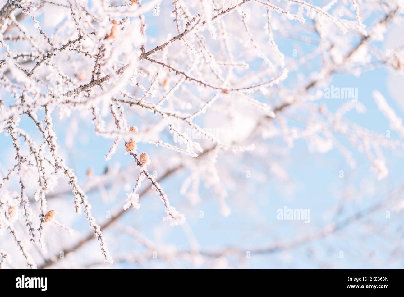 À l'extérieur de l'arbre, sur fond gelé contre le ciel Banque D'Images