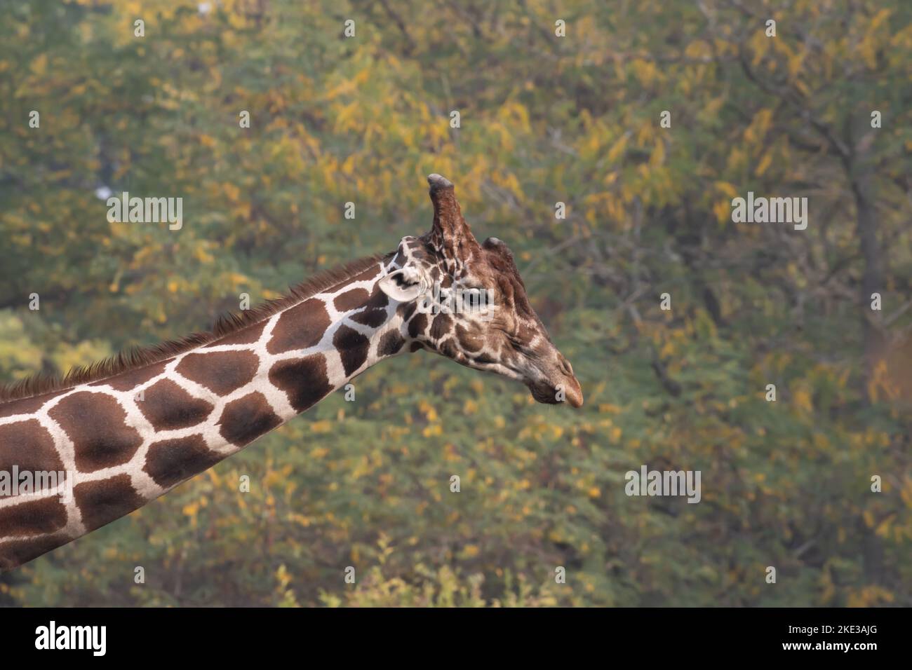 Girafe contre les arbres Banque D'Images