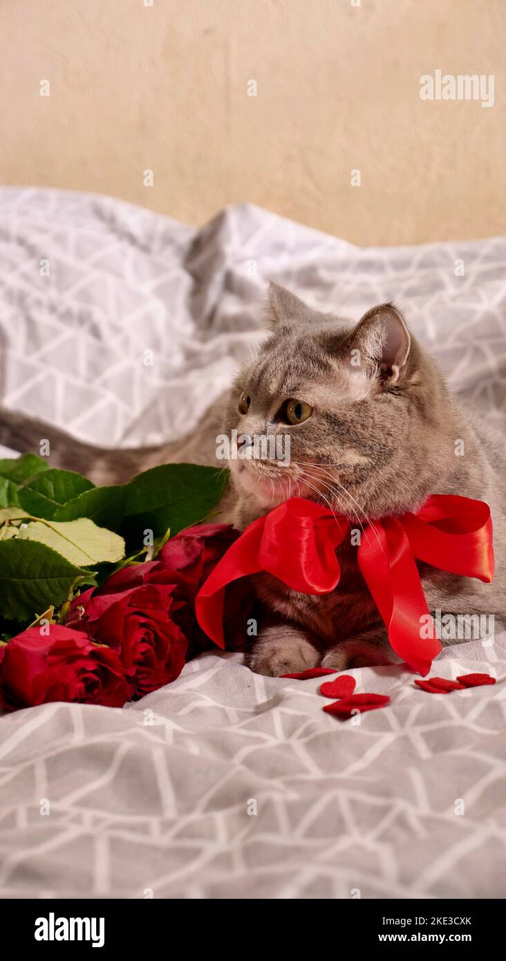 Saint-Valentin romantique avec un animal de compagnie, un chat gris écossais britannique, au lit avec calendrier. Romance d'une femme célibataire le 14 février Banque D'Images