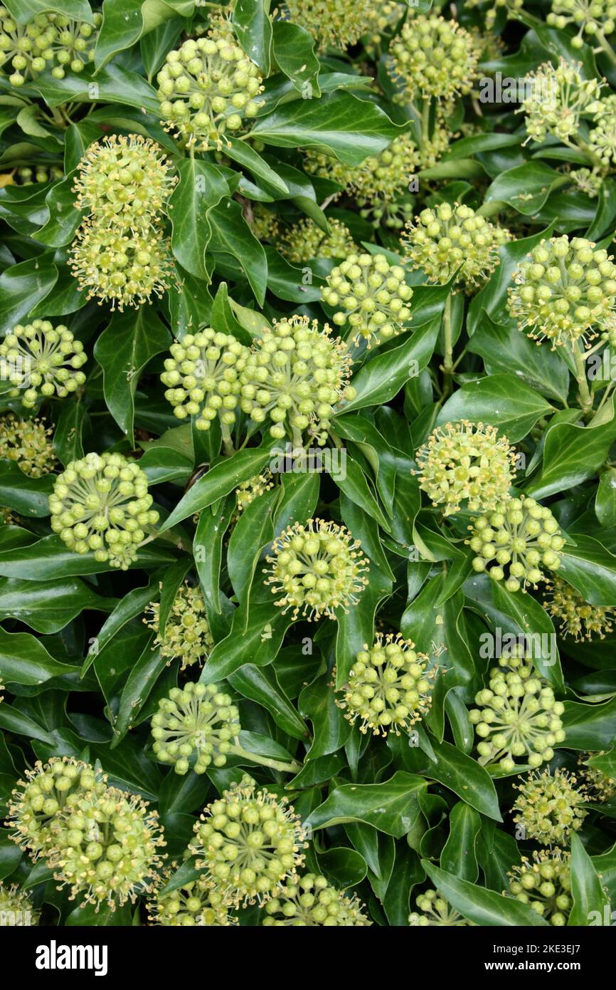 Plante commune d'Ivy (Hedera Helix) avec des fleurs. Banque D'Images