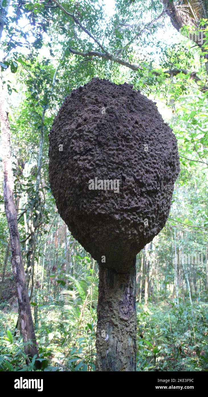 Termites nichent dschungle rurrenabaque Bolivie Amazonas en plein air Banque D'Images