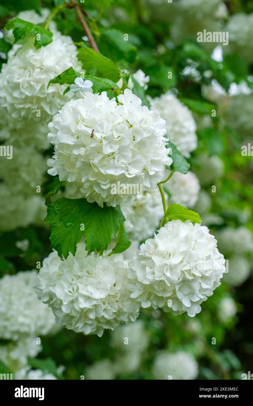 Viburnum opulus 'Sterile', rose guelder rouge, boule de neige rouge, boule de neige, boss Whitsuntide, Rosier, boule de neige, Viburnum opulus 'Sterile' Cream Banque D'Images