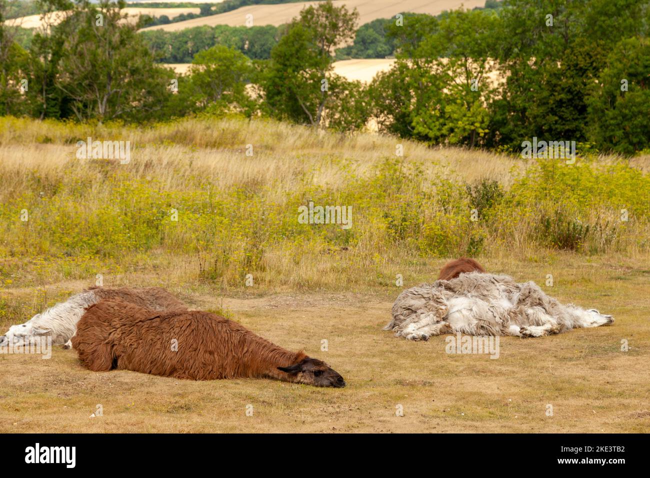 Llama dormant dans le soleil d'été Wiltshire Banque D'Images