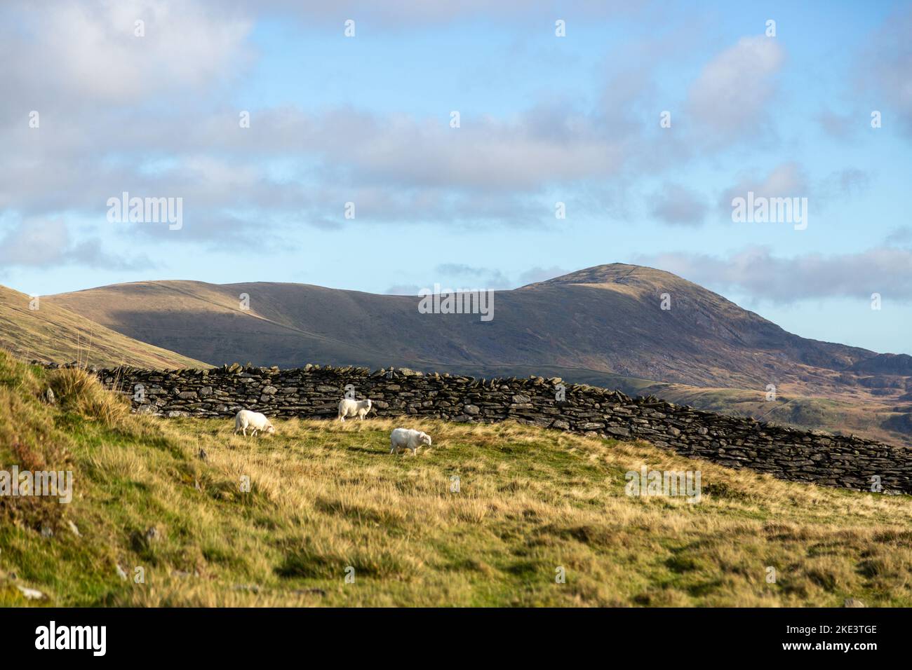 En regardant le long de la longue crête de la montagne Diffwys dans la chaîne de montagnes de Rhinogydd. Banque D'Images