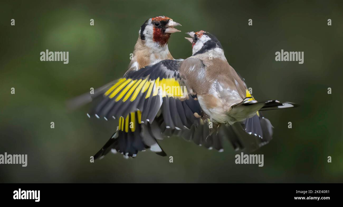 Un match de lutte dans le ciel. Leeds, Royaume-Uni : CES DEUX goldfinches se tortilleront et se tourneront dans une bataille complexe sur la nourriture, en sautant pour gagner le prix. Un im Banque D'Images