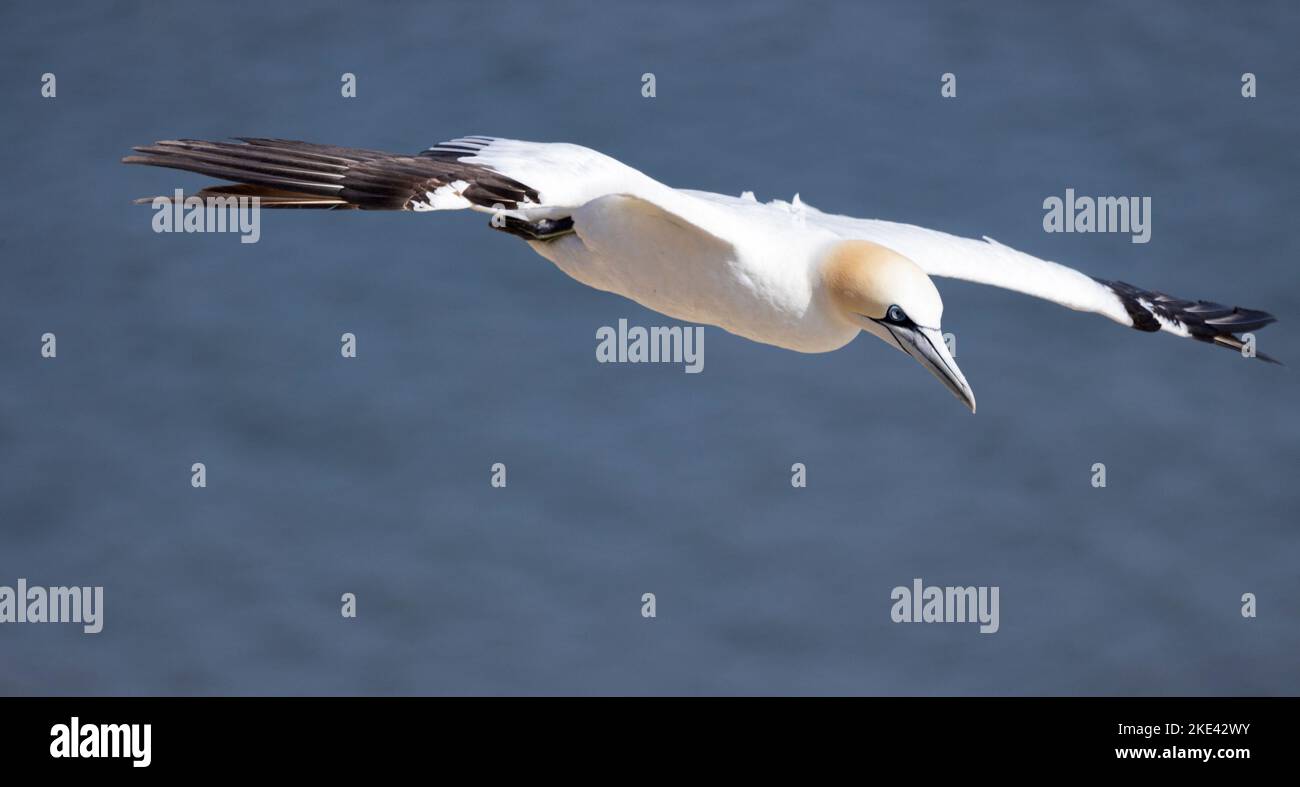 Un Gannet retournant à la corniche de nidification des falaises de Bempton. En 2022, la pandémie de grippe aviaire n'avait pas encore atteint la région et les oiseaux se sont dispersés à temps Banque D'Images