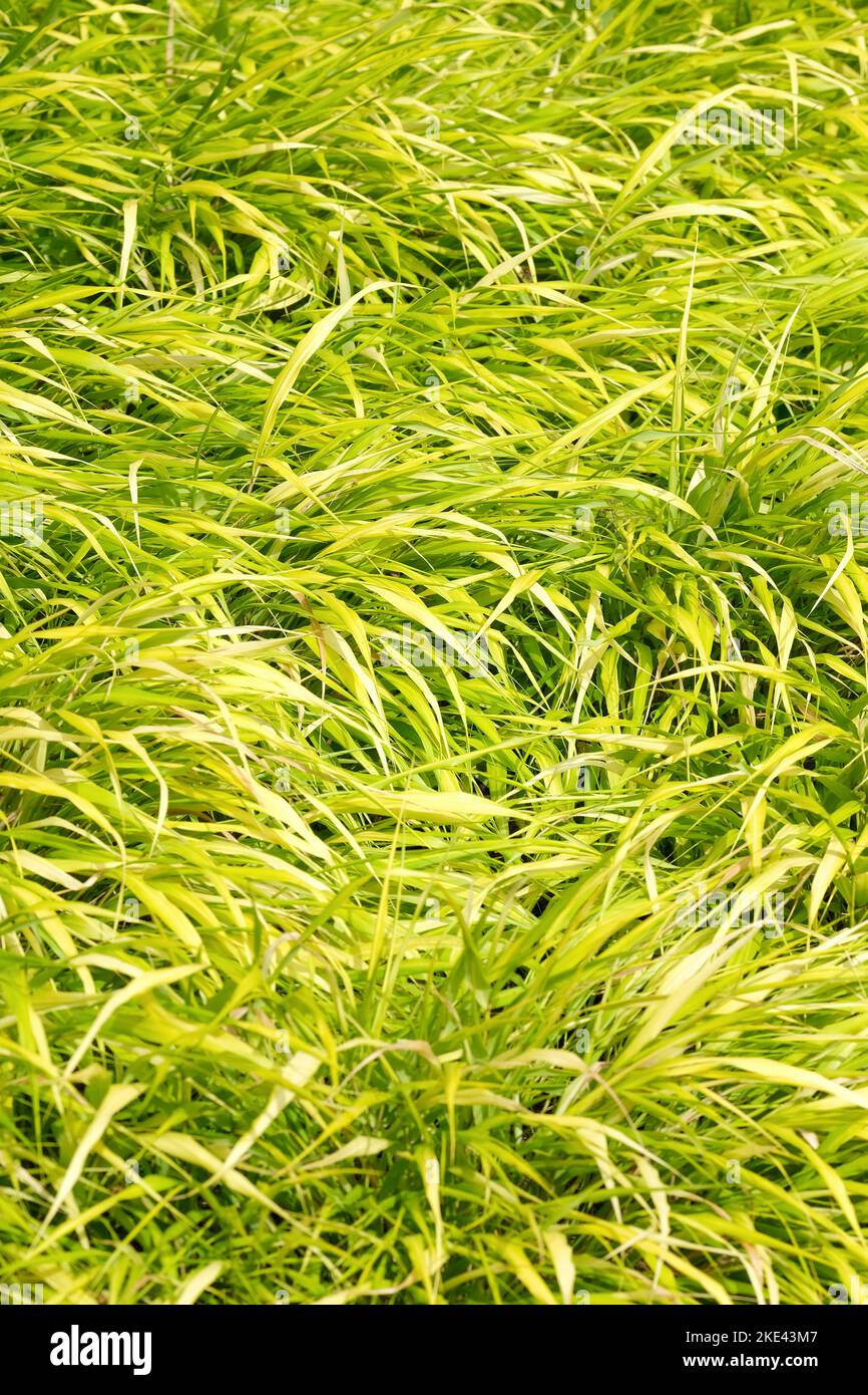 Hakonechloa macra All Gold, Hakonechloa macra Ogon, herbe à vergevert, jaune. Banque D'Images
