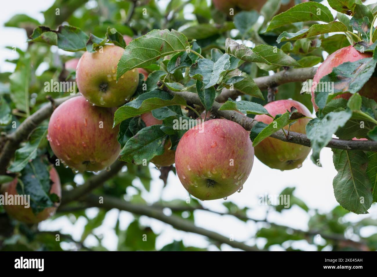 Malus domestica Jupiter, pomme Jupiter, fruits comestibles poussant sur l'arbre Banque D'Images