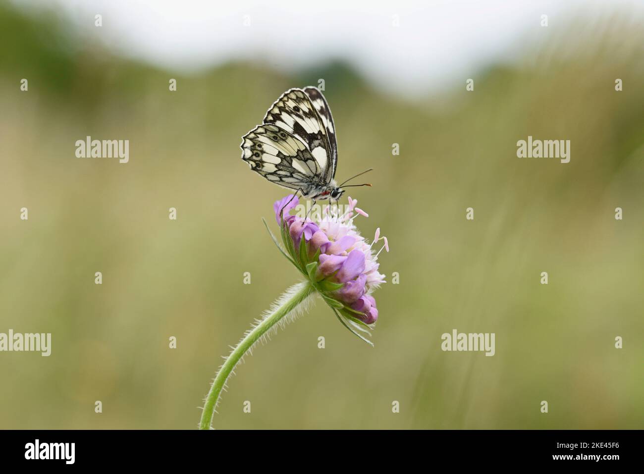 Papillon blanc en marbre sur le Scabiosa nectering sur une plante de Scabiosa. Banque D'Images