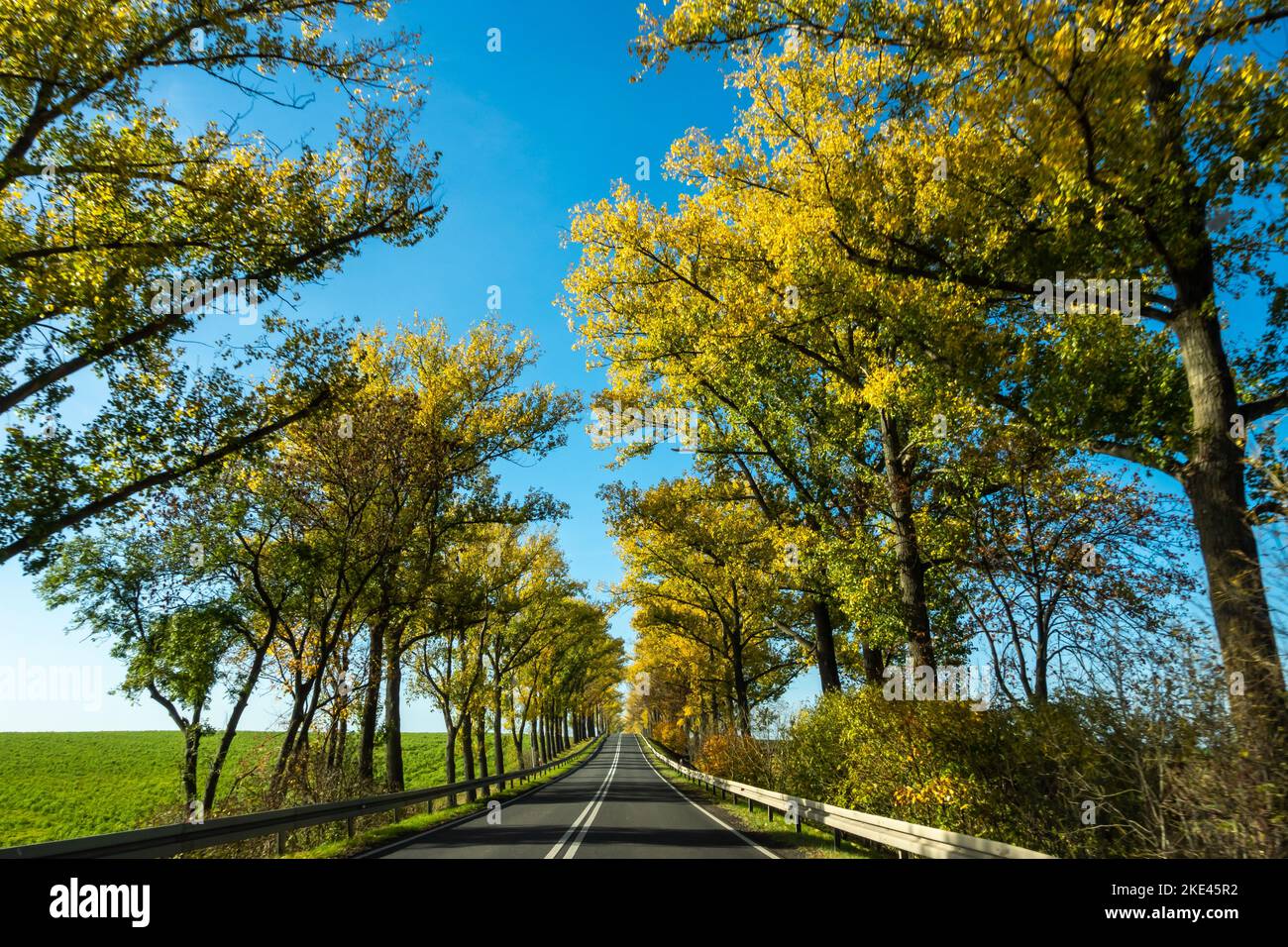 Belle route avec des arbres d'automne avec des feuilles dorées. Ciel bleu parfait. La photo a été prise lors d'une journée ensoleillée à partir d'une voiture en conduisant. Banque D'Images