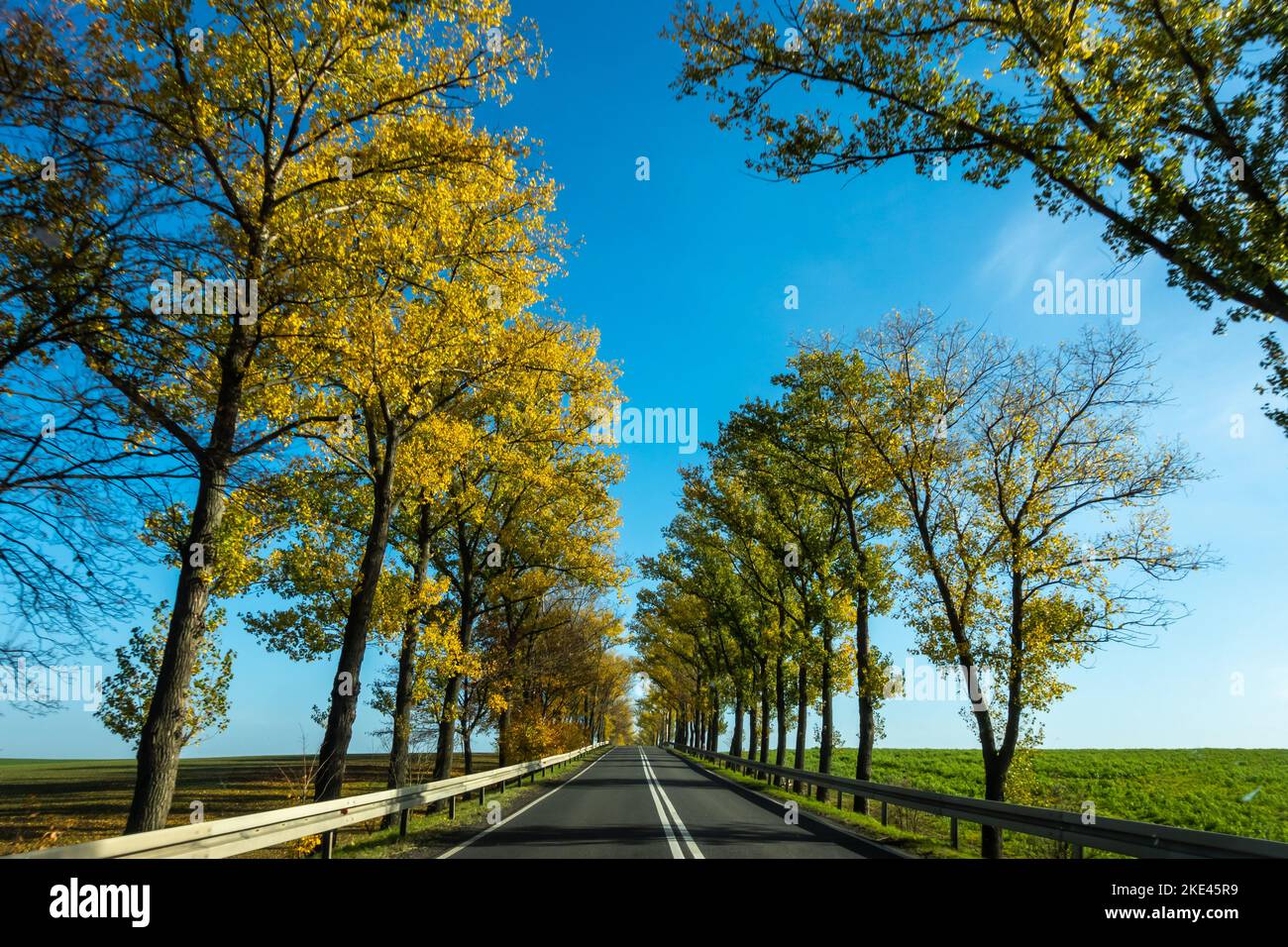 Belle route avec des arbres d'automne avec des feuilles dorées. Ciel bleu parfait. La photo a été prise lors d'une journée ensoleillée à partir d'une voiture en conduisant. Banque D'Images