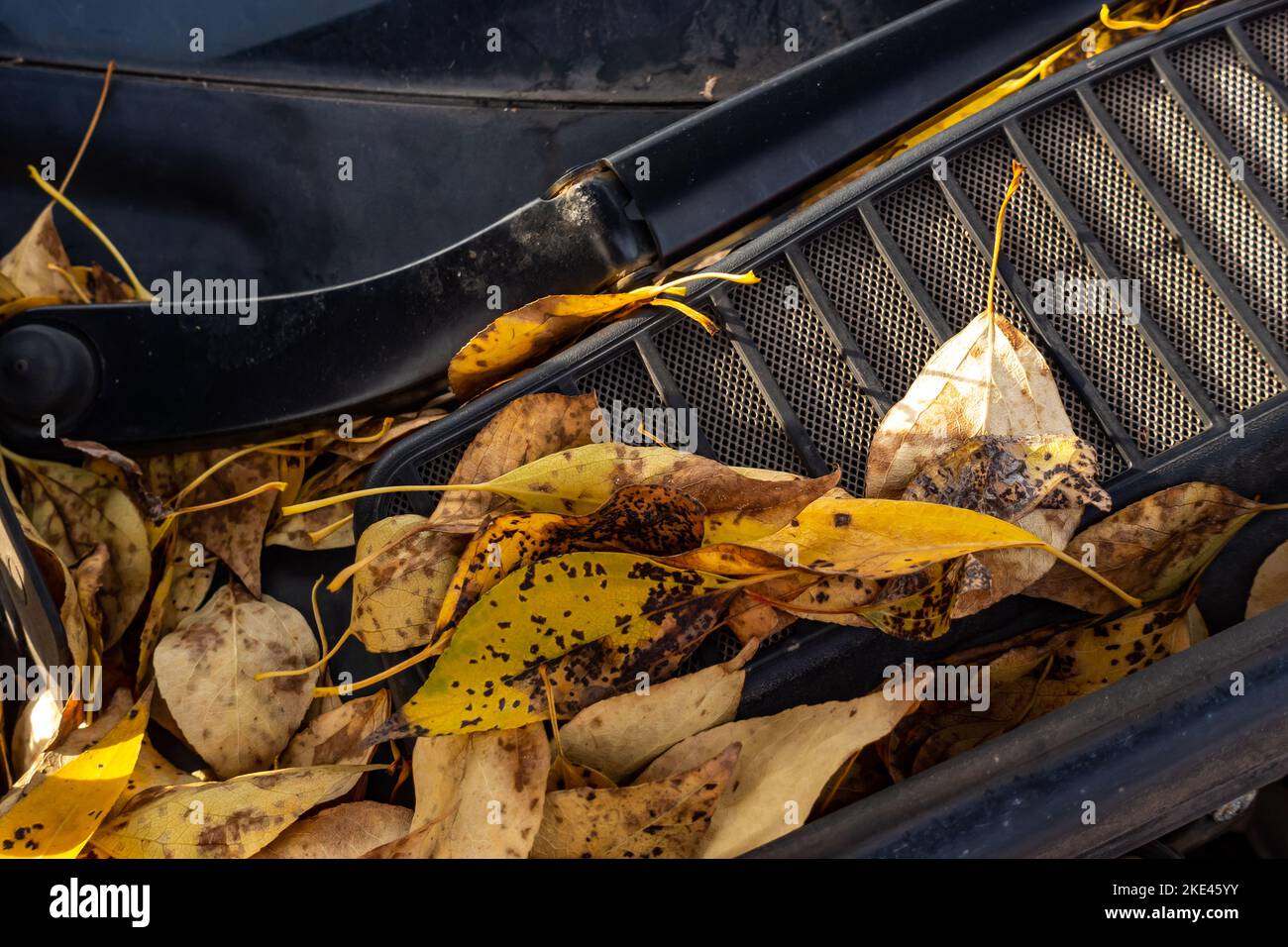 Golden, feuilles d'automne bloquant le flux d'air sur la grille de ventilation sous le capot de la voiture. Photo prise dans des conditions d'éclairage naturel. Banque D'Images