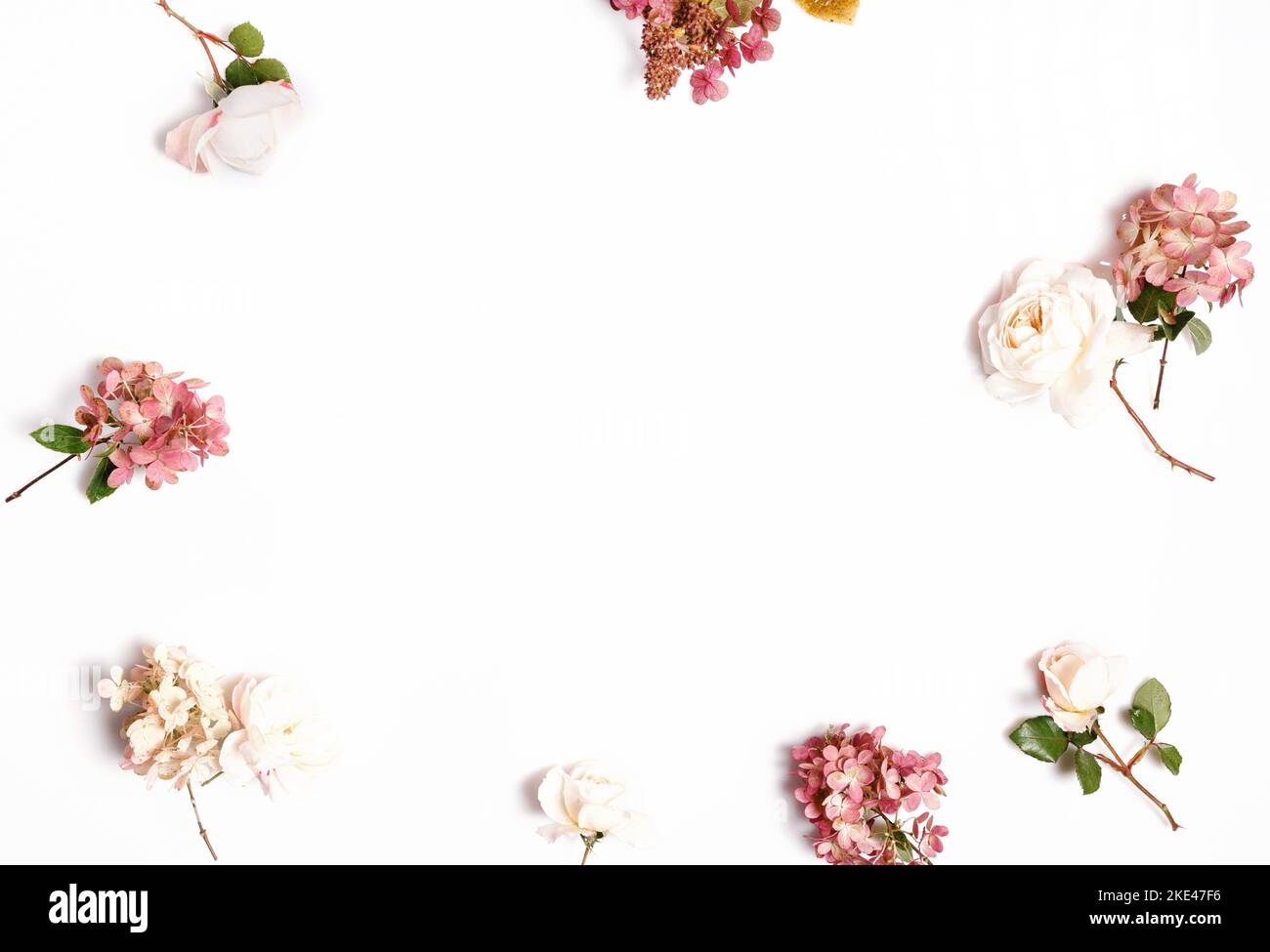 Cadre de fleurs d'automne aux couleurs rouge et bordeaux. Roses, hortensia. Composition florale sur fond blanc. Banque D'Images
