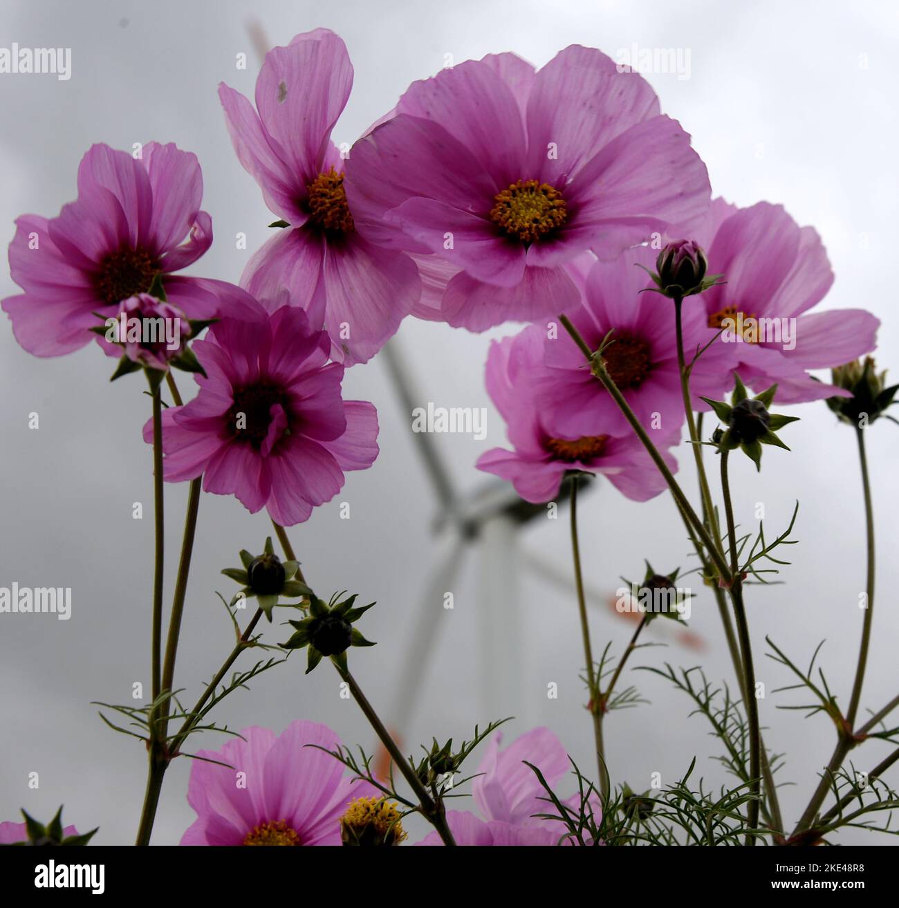 Bitterfeld Wolfen, Allemagne. 09th novembre 2022. Les éoliennes se trouvent derrière d'innombrables fleurs colorées de Cosmea, également connues sous le nom de paniers ornementaux, et des marigolds sur une route principale très fréquentée près de Bitterfeld-Wolfen. La grande zone de fleurs a été créée comme une prairie à fleurs par une entreprise agricole pour les abeilles, les papillons et d'autres insectes à côté d'un champ et ravit maintenant les usagers de la route. Credit: Waltraud Grubitzsch/dpa/Alay Live News Banque D'Images