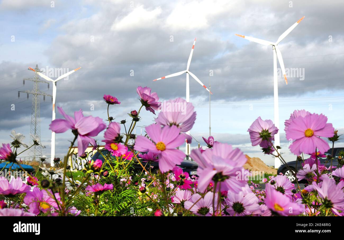 Bitterfeld Wolfen, Allemagne. 09th novembre 2022. Avec des températures exceptionnellement chaudes en novembre, d'innombrables fleurs de cosmétiques colorées, également connues sous le nom de paniers ornementaux, et des marigolds fleurissent sur une route principale très fréquentée près de Bitterfeld-Wolfen. La grande zone de fleurs a été créée comme une prairie à fleurs par une entreprise agricole pour les abeilles, les papillons et d'autres insectes à côté d'un champ et ravit maintenant les usagers de la route. Credit: Waltraud Grubitzsch/dpa/Alay Live News Banque D'Images