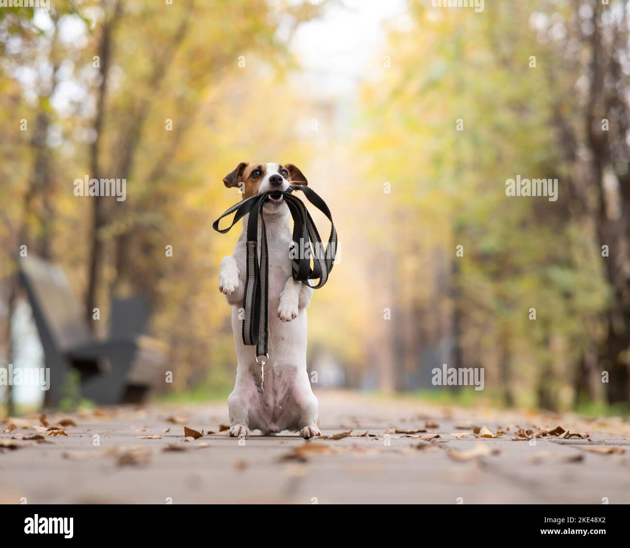 Le chien Jack Russell Terrier tient une laisse pour une promenade dans le parc d'automne. Banque D'Images Le chien Jack Russell Terrier tient une laisse pour une promenade dans le parc d'automne. Banque D'Images