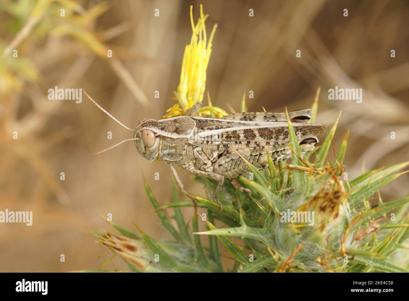 Photo d'un criquet italien qui se trouve sur des plantes à fleurs dans le jardin Banque D'Images