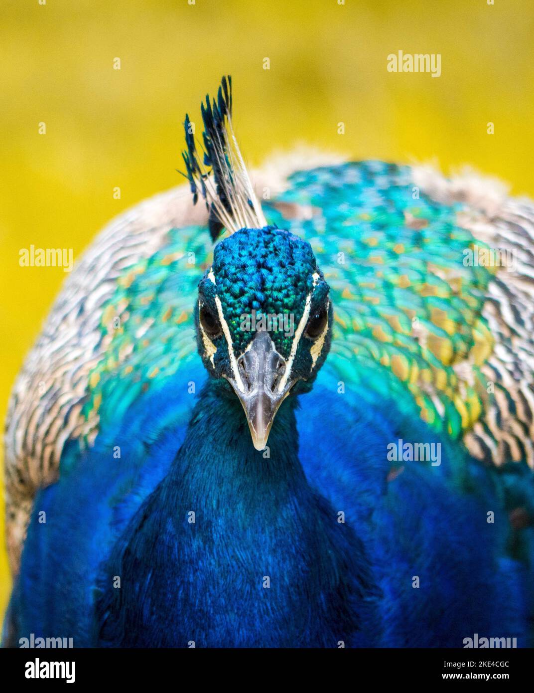 Un cliché vertical d'un beau paon (Pavo cristatus) sur un arrière-plan flou Banque D'Images