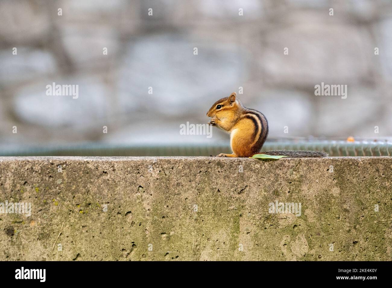 Une belle photo d'un petit Chipmunk, un rongeur rayé (famille Sciuridae) sur un mur de pierre mangeant des noix Banque D'Images
