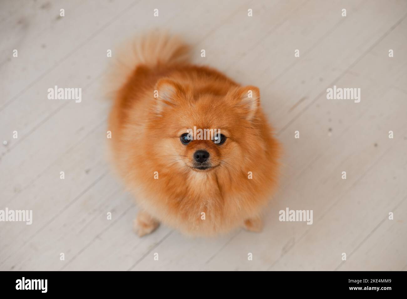 Le joli petit chien pomeranian s'assoit sur le sol dans la chambre d'accueil et regarde avec attention, de la vue ci-dessus. Photo de spitz brun moelleux. Museau animal sympa. Prendre Banque D'Images
