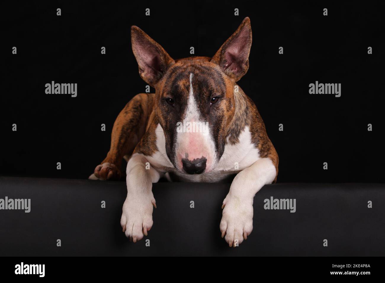 Bull Terrier Miniature couché Banque D'Images