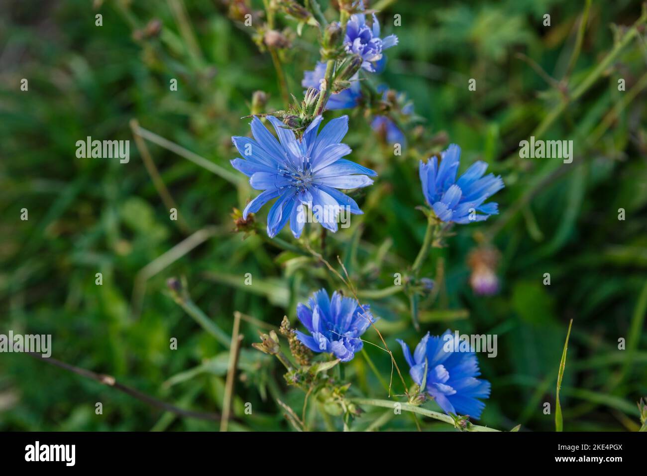 Chicorée commune ou intybus Cichorium. Fleurs de chicorée bleues poussant dans la prairie. Banque D'Images