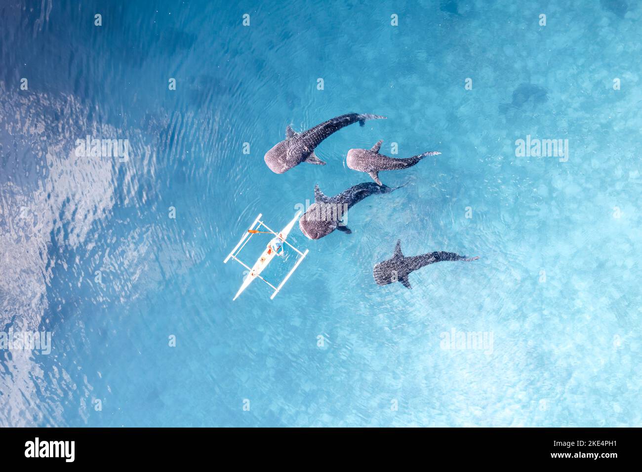 Whalesharks nageant dans l'océan drones images aériennes Cebu Philippines Banque D'Images