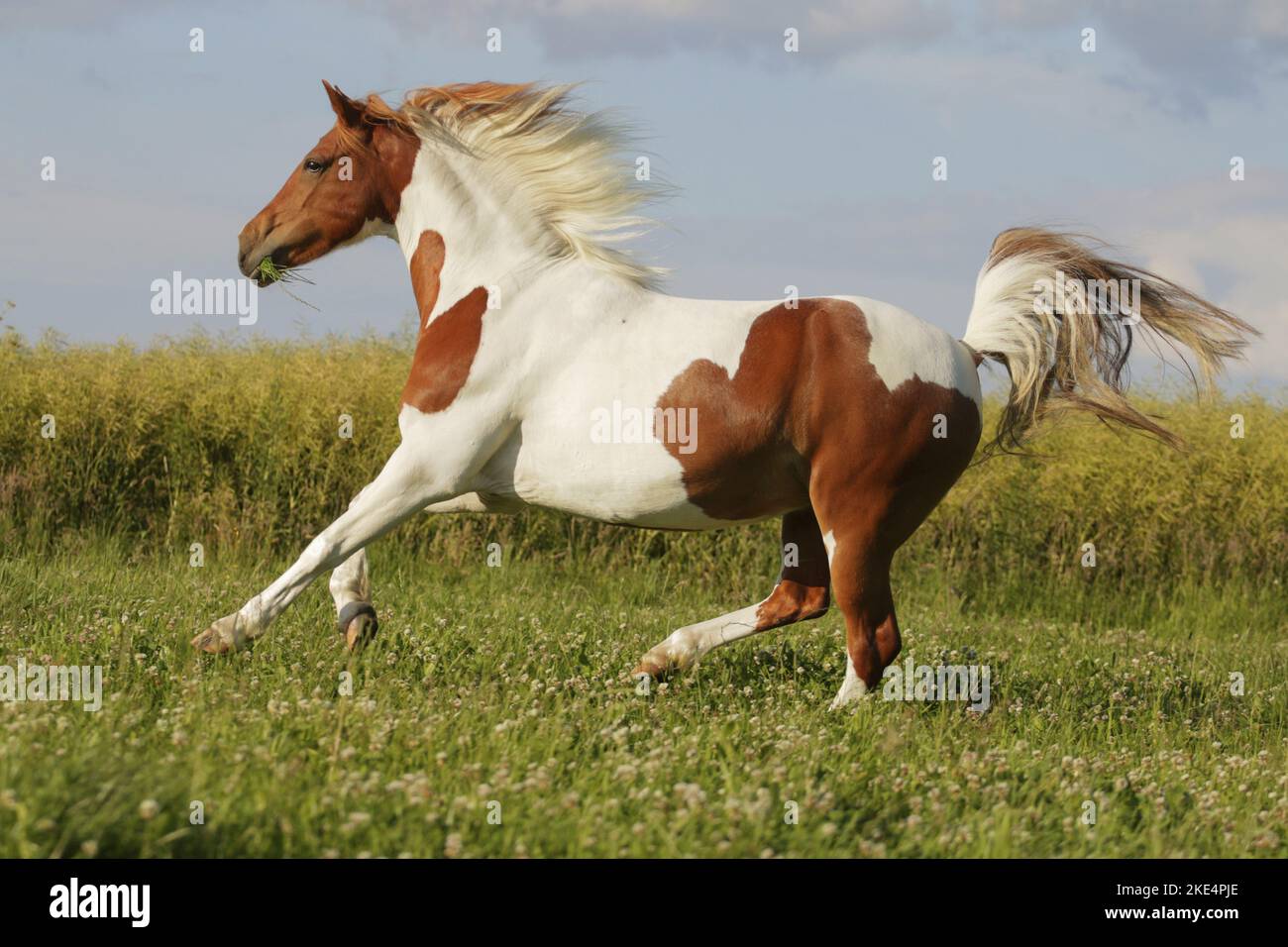 Pinto en été Banque D'Images