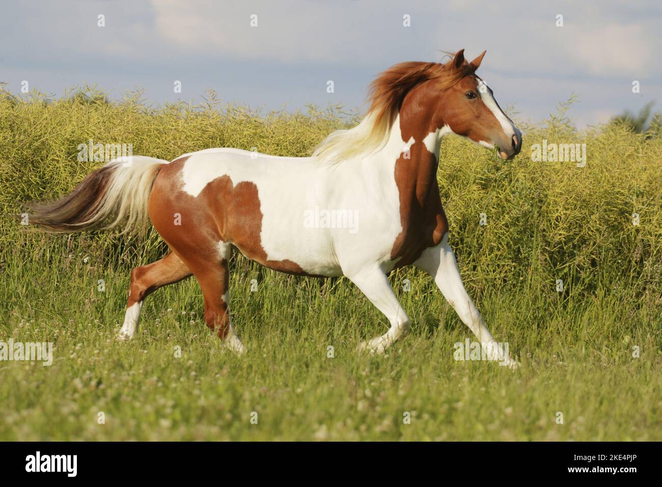 Pinto en été Banque D'Images