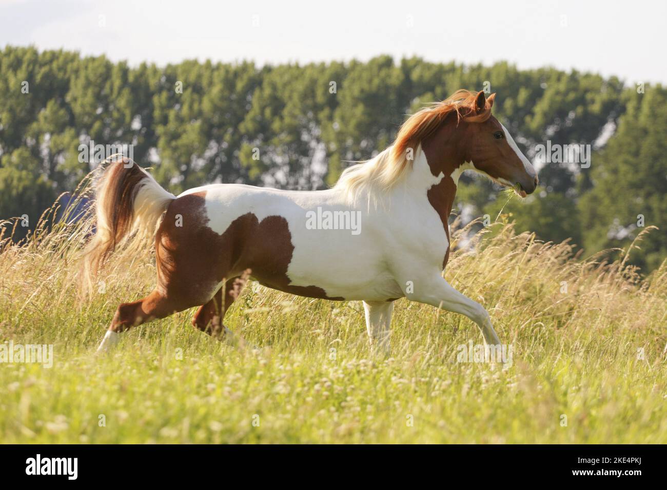 Pinto en été Banque D'Images