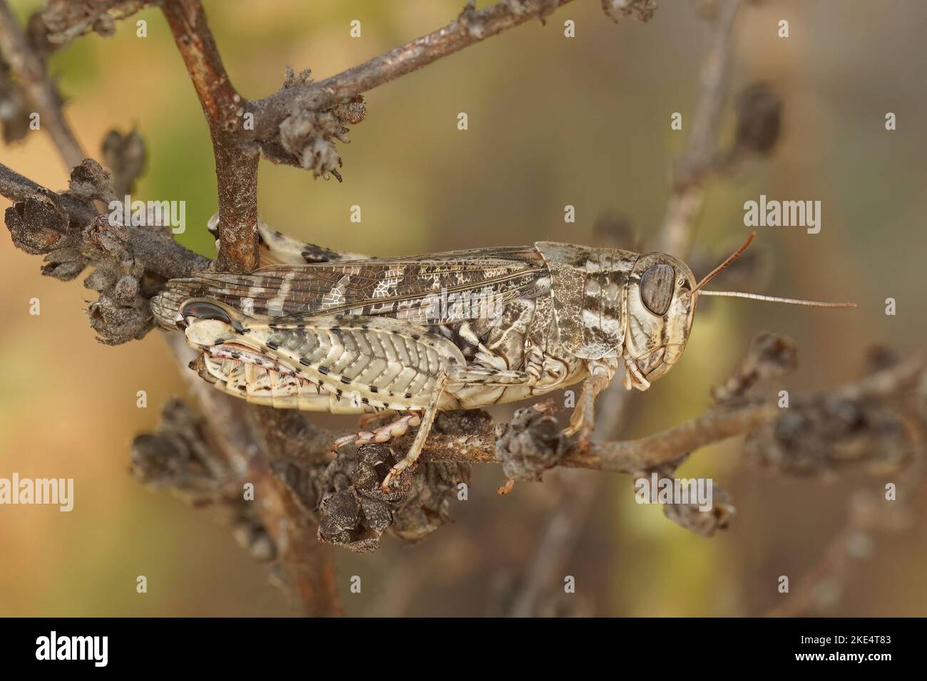 Macro d'un acridic italien (Callipamus italicus) sur une branche sur fond flou Banque D'Images