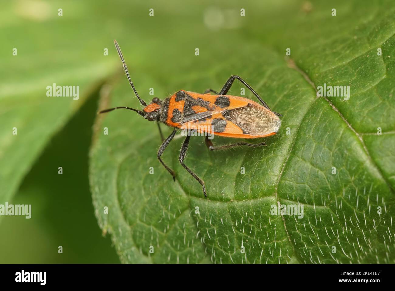 Un gros plan d'un insecte de cannelle (Corizus hyoscyami) assis sur une feuille Banque D'Images