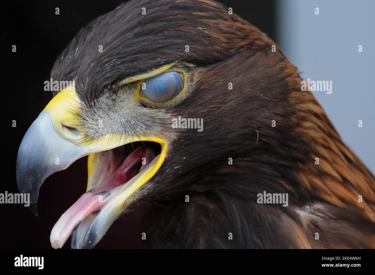 Golden Eagle avec la bouche ouverte Banque D'Images