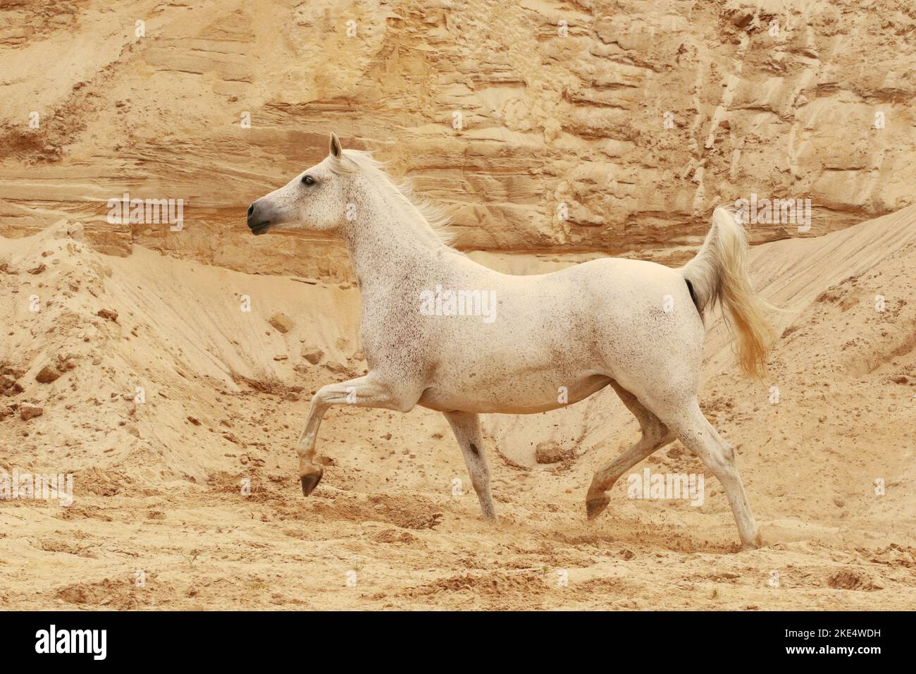 Cheval Arabe au trot Banque D'Images