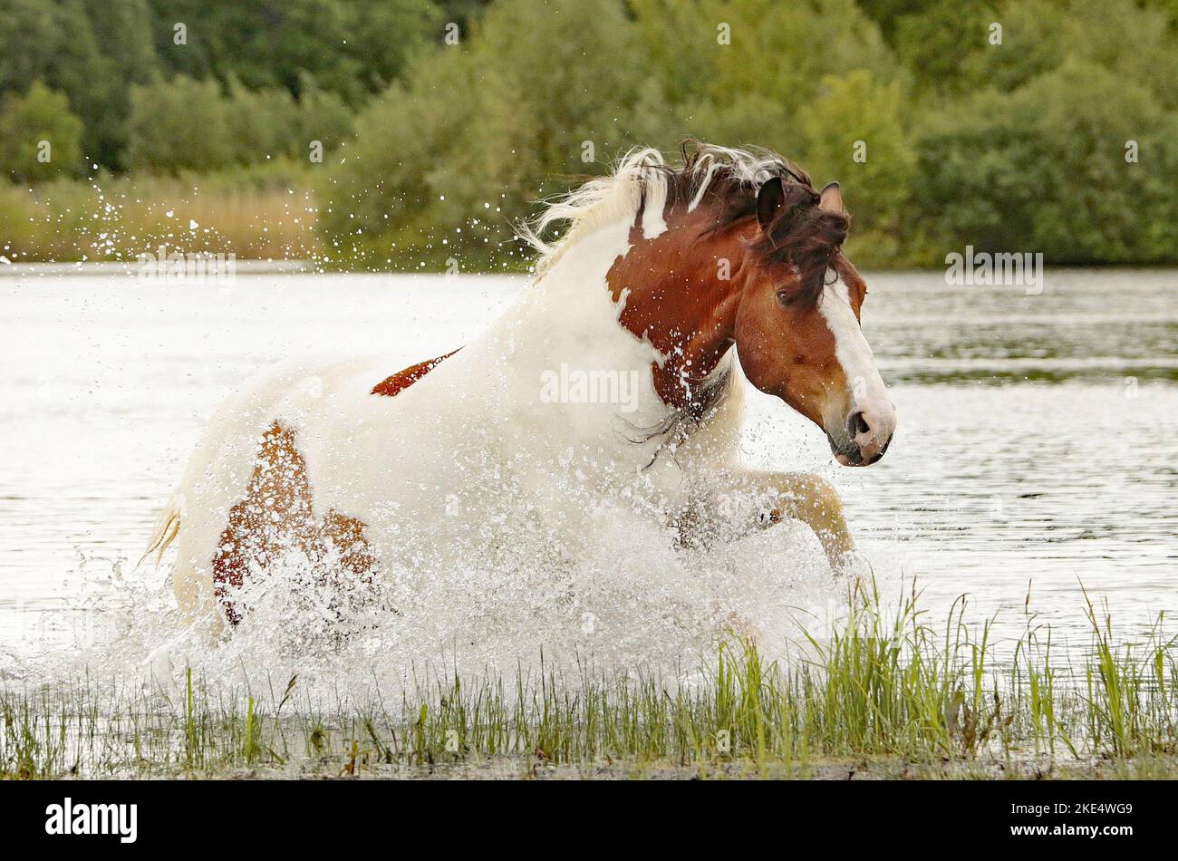 Pinto baroque dans l'eau Banque D'Images