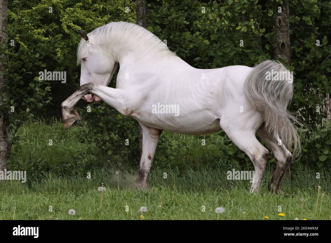 Cheval Knabstrup Banque D'Images