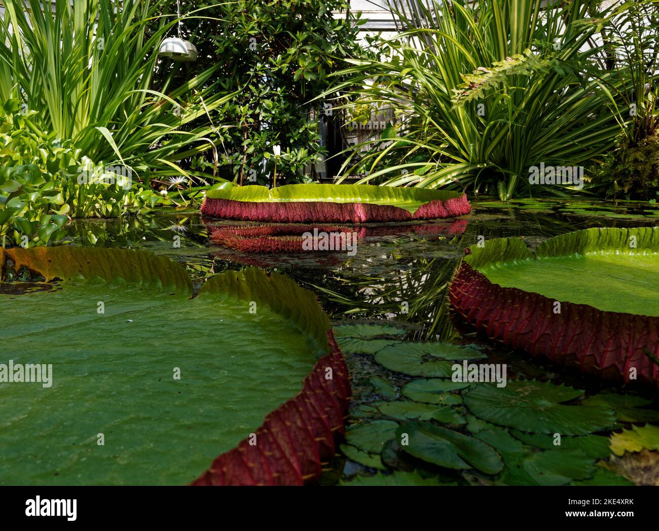 vue sur un magnifique étang de jardin tropical Banque D'Images