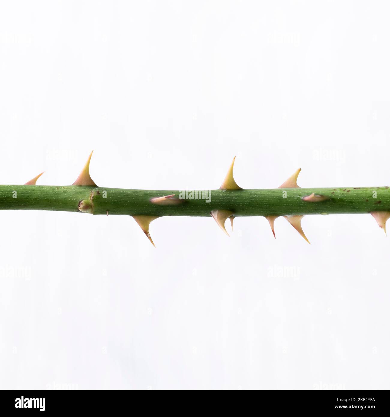 Tige de rose isolée avec des épines sur fond blanc Banque D'Images