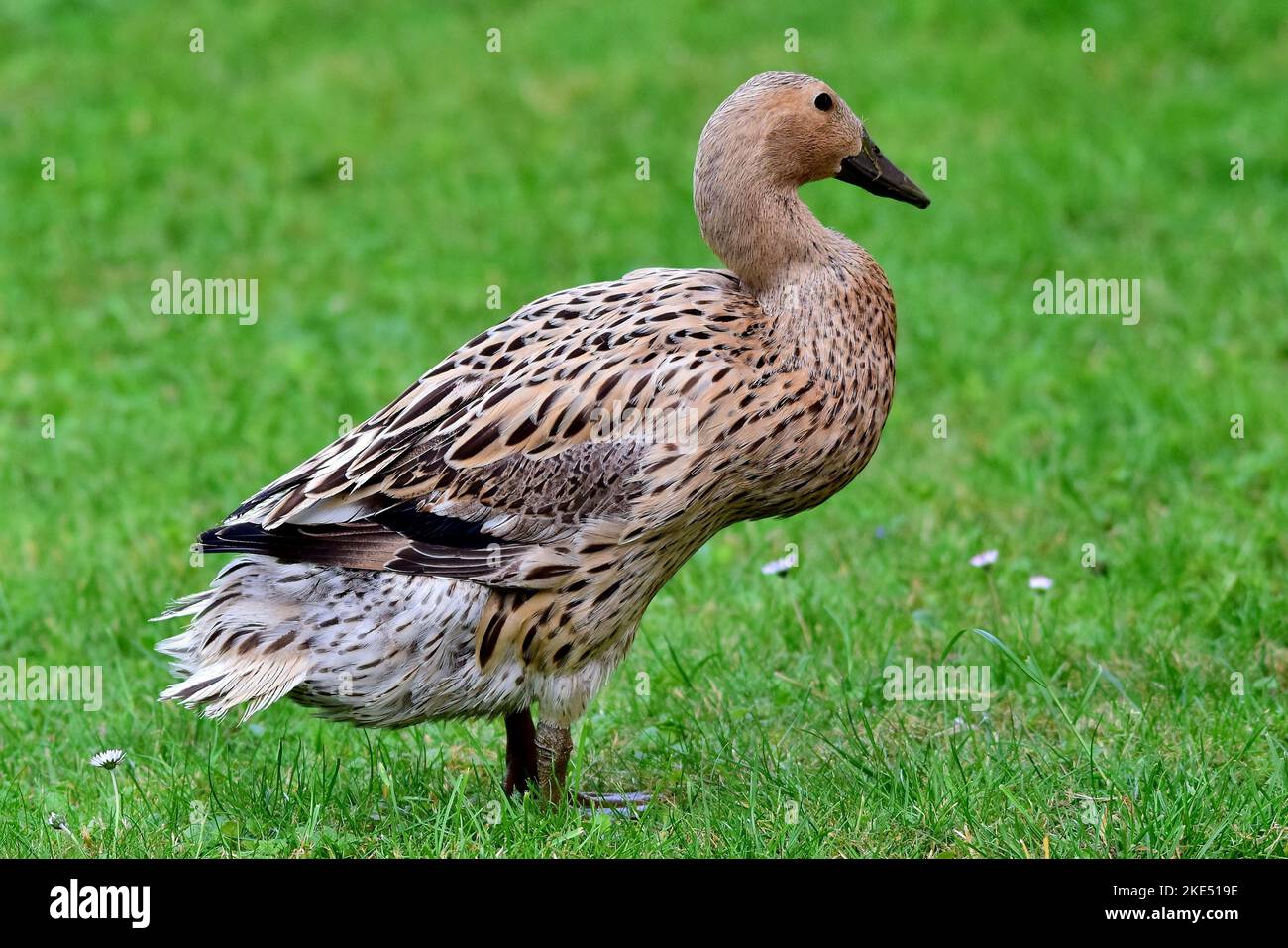 Un canard d'Arlequin gallois dans un jardin qui donne de côté Banque D'Images