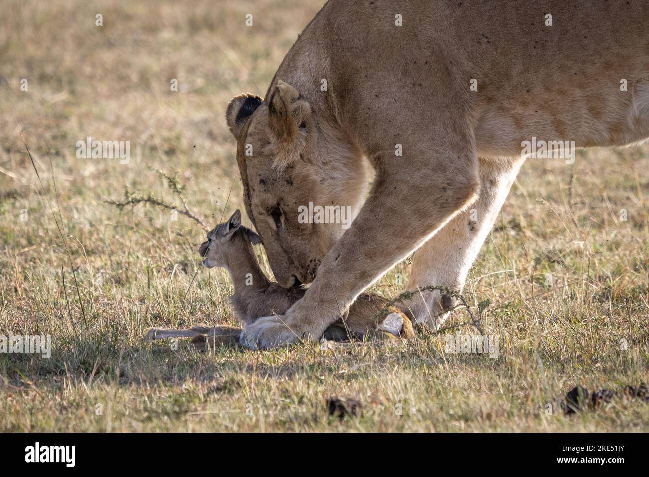 La lionne tue les gazelles de bébé Thomson Banque D'Images