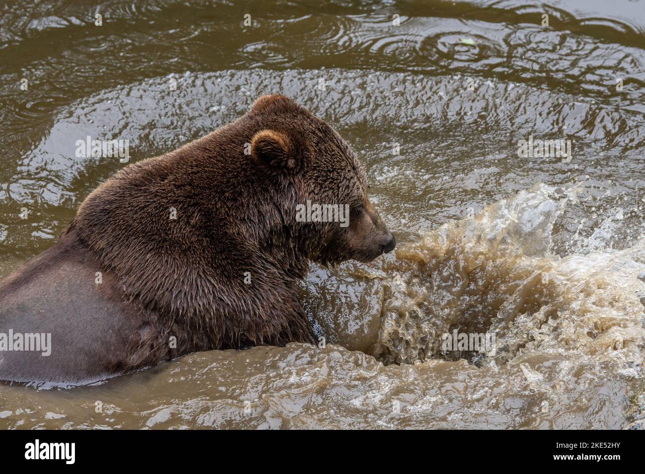 ours brun dans l'eau Banque D'Images