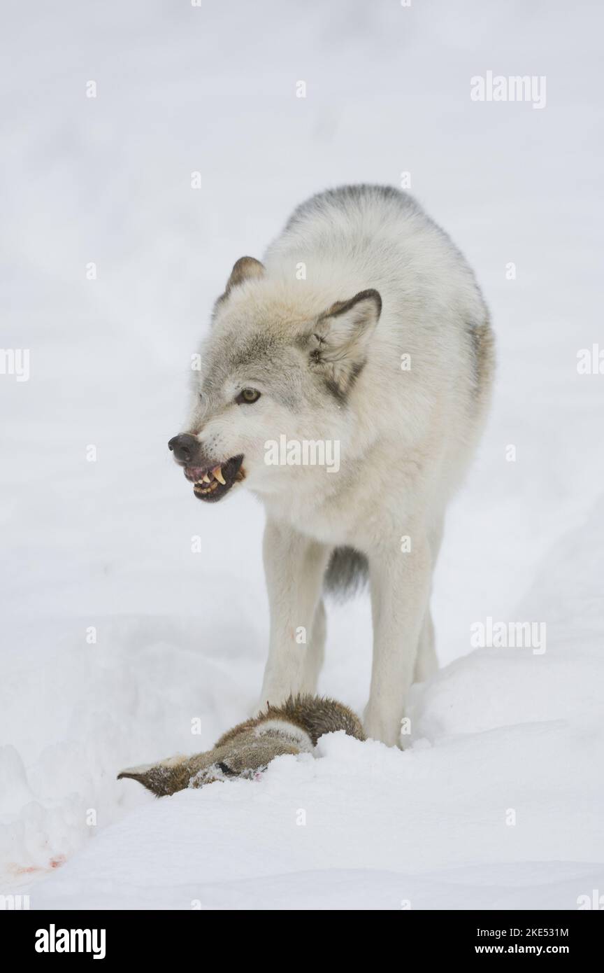 Loup Rival Loup qui grogne Banque de photographies et d’images à haute résolution ...