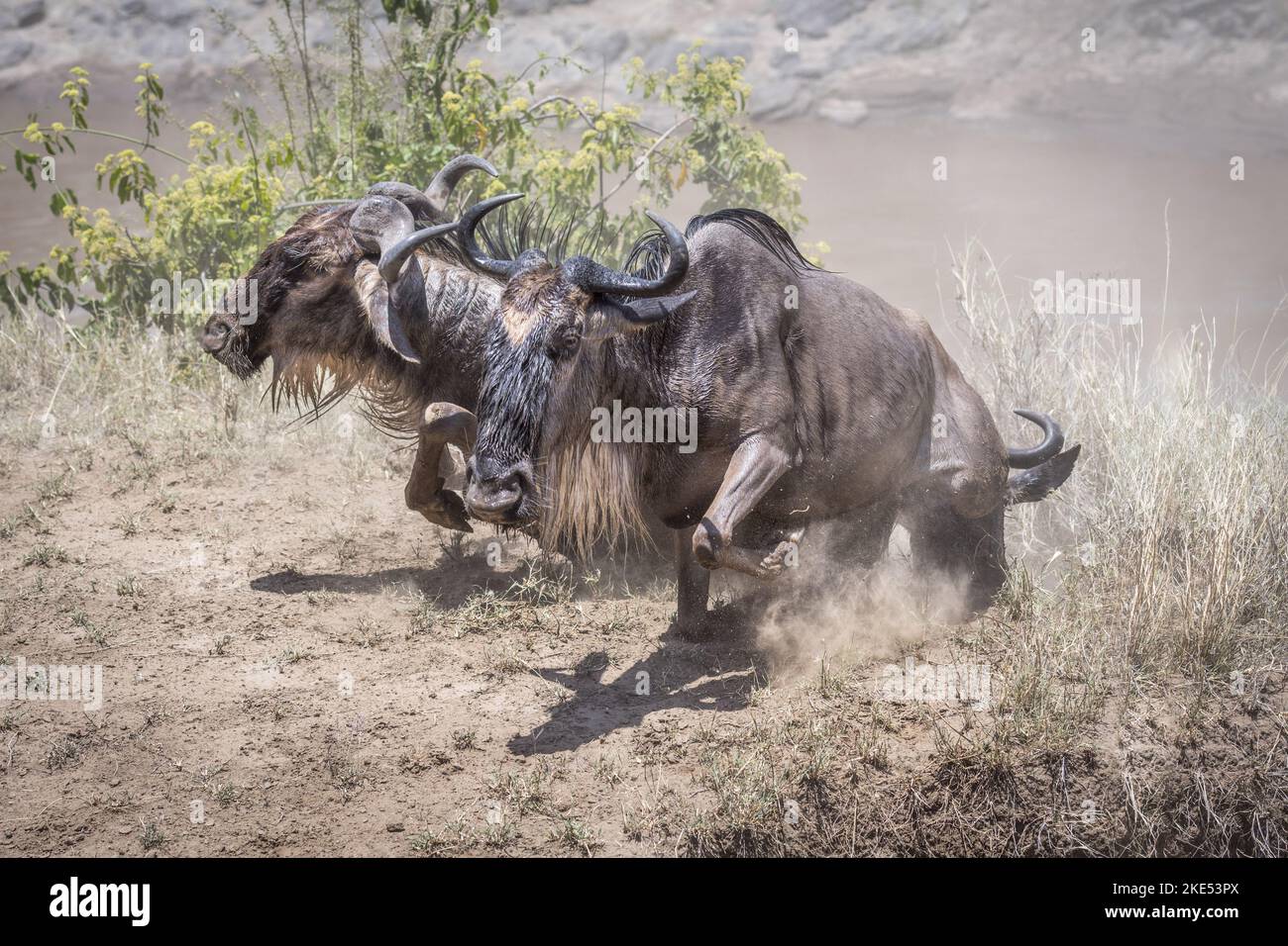 Les wildebeests bleus grimpent sur une pente Banque D'Images