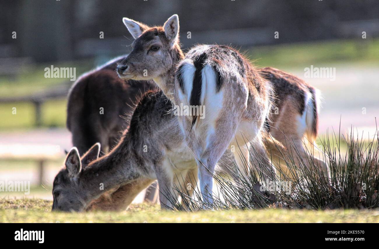 Vue sur le troupeau brun de cerfs debout et paître dans le champ Banque D'Images