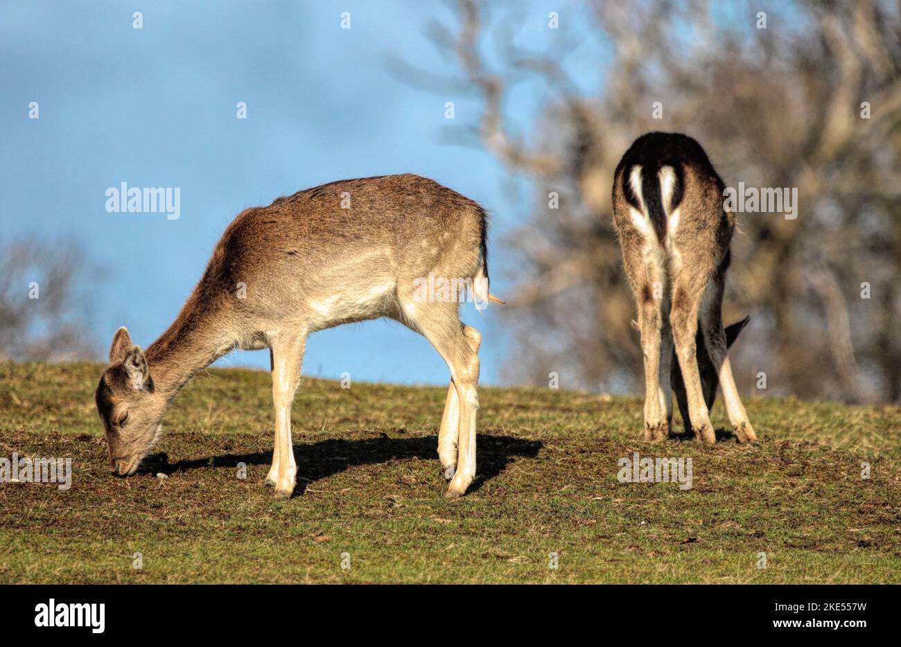 Une vue de deux cerfs bruns paître et se tenant tourné de côté et de retour dans le champ Banque D'Images