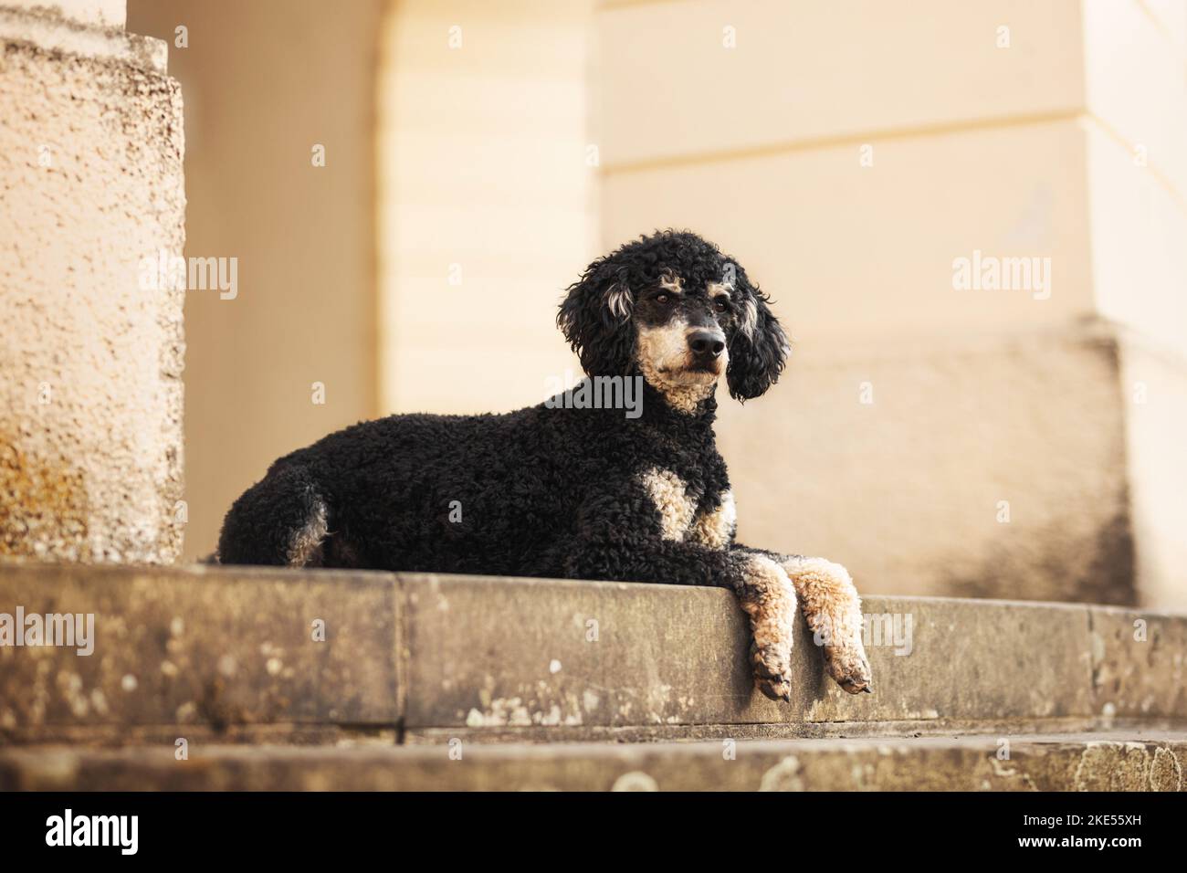 Caniche standard royale Banque D'Images