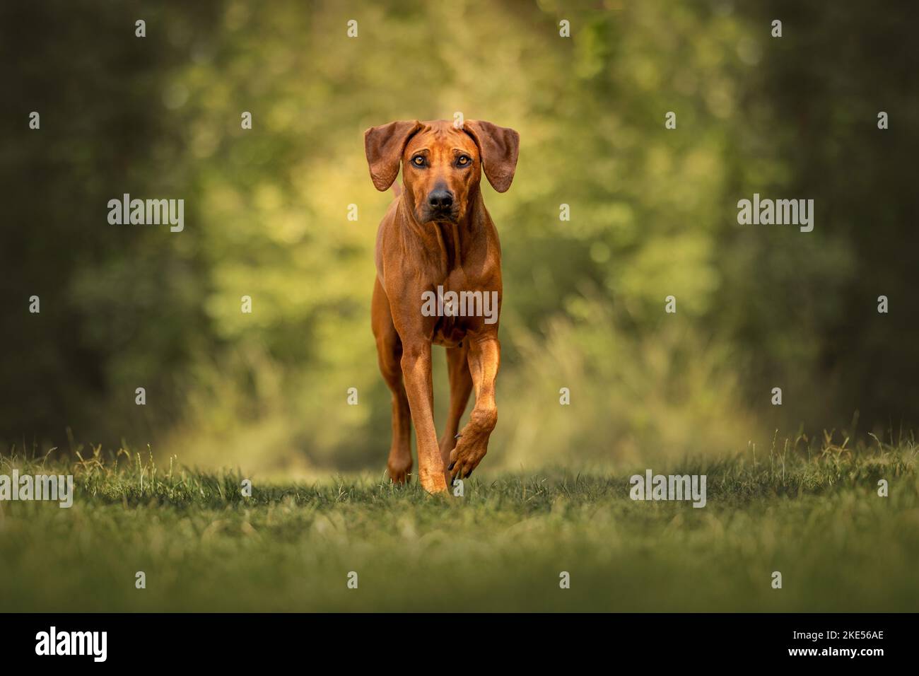 Rhodésie Ridgeback en été Banque D'Images