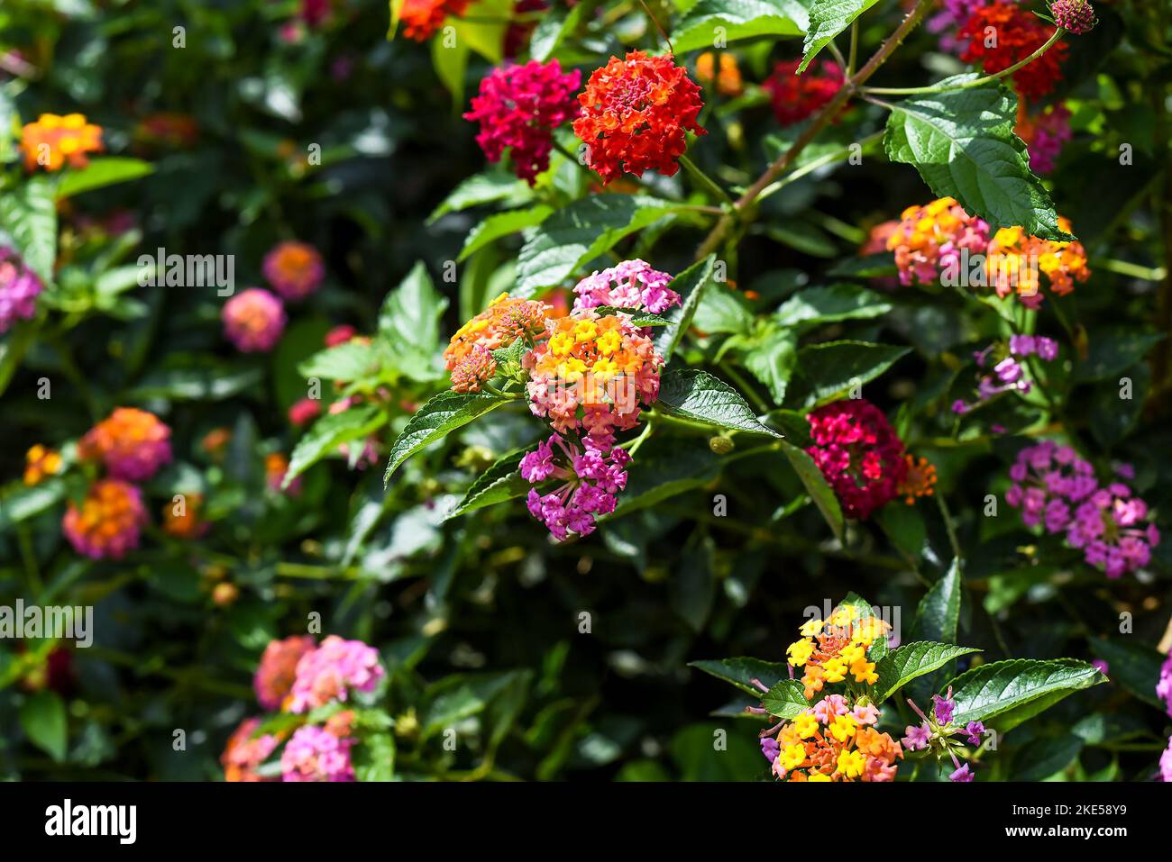 Lantana camara multicolore (lantana commune) fleurs poussant à Da Lat Vietnam Banque D'Images